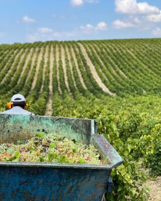 Termina oggi la vendemmia nei vigneti Marsalesi, cuore e tenacia per questo anno particolarmente complicato per le condizioni pedoclimatiche 🍇 

Adesso tutto pronto per cominciare la vendemmia sull’Etna del #nerellomascalese e del #carricante 🌋 

Rebellious Wines 🌿🍷
______________________
www.flaviawines.com

#grillo
#zibibbo
#catarratto
#vineyard 
#marsala
#natural
#organic
#wines
#sicily
#terroir
#nature
#grape
#wines
#italy
#wine
#vino
#winelover
#withewine
#winery
#winelovers
#instawine
#vinorosso
#winestagram
#wines
#etna
#winelife
#winemaker
#biologico
#vinoitaliano
#italianwines