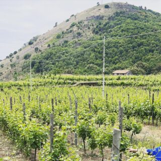 Il nostro ettaro di Carricante è in fioritura 🍇 😍

Il Carricante è un antico vitigno a bacca bianca coltivato alle pendici dell’Etna. Produce bianchi eleganti e dalla spiccata mineralità. #etnabianco 🌋 🔥 

Rebellious Wines 🌿🍷
______________________
www.flaviawines.com

#carricantegrape 
#sicily
#terroirs 
#organic 
#natural 
#wines
#italy
#wine
#vino
#winelover 
#winery
#winelovers
#instawine
#unitedstates 
#whitewine
#winestagram
#vineyard
#usa 
#wines 
#etna
#winelife
#california
#newyork 
#winemaker
#biologico
#vinoitaliano
#vinorosso
#italianwines
#etnawine