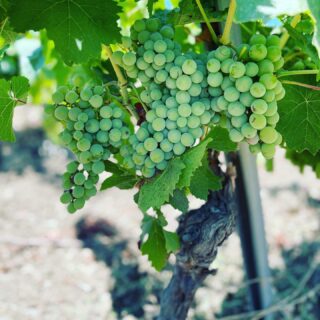 Monitorare le uve durante la maturazione, in un momento così caldo dopo le piogge del mese di luglio in Sicilia, e’ importante per evitare l’attacco di funghi ed altri parassiti sopratutto quando si pratica una agricoltura biologica. ☀️ 🌱

#catarratto e #zibibbo in eccellente stato per il futuro vino bianco non filtrato ALLE’😍 🍇 

Rebellious Wines 🌿🍷
______________________
www.flaviawines.com

#catarratto
#marsala
#sicily
#terroirs 
#organic 
#natural 
#wines
#italy
#wine
#vino
#winelover
#withewine
#winery
#winelovers
#instawine
#unitedstates 
#whitewine
#winestagram
#vineyard
#wines
#etna
#winelife
#california
#newyork 
#winemaker
#biologico
#vinoitaliano
#vinorosso
#italianwines
#etnawine