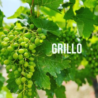 Nulla è più moderno della tradizione! 👨🏻‍🦳

Coltiviamo da quattro generazioni il vitigno Grillo nell’azienda di famiglia di Marsala, con queste uve verrà prodotto il vino bianco biologico Ava’ 🍇😍

Rebellious Wines 🌿🍷
______________________
www.flaviawines.com

#grillo
#marsala
#sicily
#terroirs 
#organic 
#natural 
#wines
#italy
#wine
#vino
#winelover
#withewine
#winery
#winelovers
#instawine
#unitedstates 
#whitewine
#winestagram
#vineyard
#usa 
#wines
#etna
#winelife
#california
#newyork 
#winemaker
#biologico
#vinoitaliano
#vinorosso
#italianwines
#etnawine